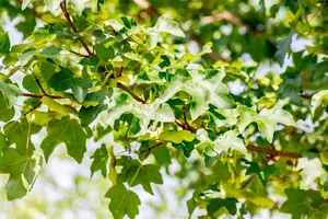 Acer campestre 'Elsrijk' - TRAINED 225 CM STAM, GIRTH 20-25 CM RB - image 5