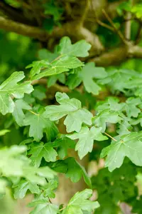 Acer campestre 'Nanum' - STEM 225 CM, GIRTH 10-12 CM C35 - image 2
