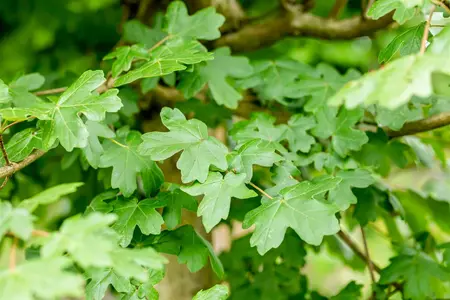 Acer campestre 'Nanum' - STEM 225 CM, GIRTH 10-12 CM C35 - image 1
