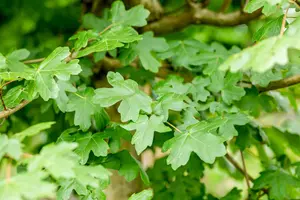 Acer campestre 'Nanum' - STEM 225 CM, GIRTH 10-12 CM C35 - image 1