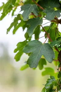 Acer campestre 'Queen Elizabeth' - STD 10-12 CM CONT    - image 3