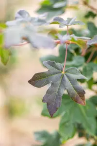 Acer campestre 'Red Shine' - TRAINED 200 CM STEM, GIRTH 14-16 CM C45 - image 4