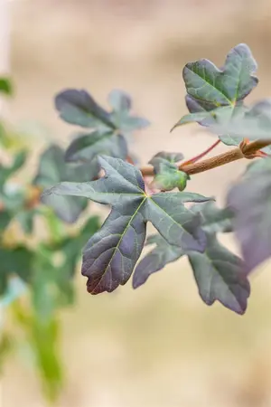 Acer campestre 'Red Shine' - STDS 8-10 CM RB - image 2