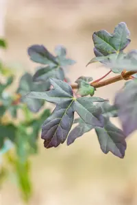 Acer campestre 'Red Shine' - STDS 8-10 CM RB - image 2