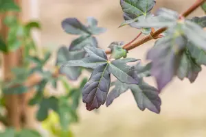 Acer campestre 'Red Shine'