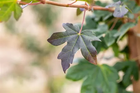 Acer campestre 'Red Shine' - TRAINED 200 CM STEM, GIRTH 14-16 CM C45 - image 3
