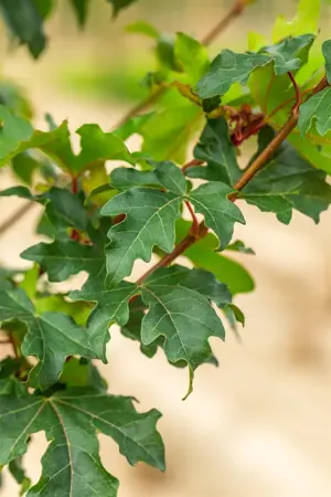 Acer campestre 'William Caldwell' - 150-175 CM FTH. WHIP C10 - image 3