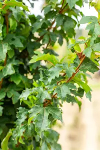 Acer campestre 'William Caldwell' - 150-175 CM FTH. WHIP C10 - image 5