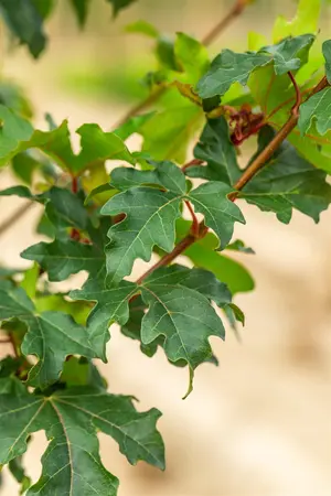 Acer campestre 'William Caldwell' - STDS 10-12 CM RB - image 3