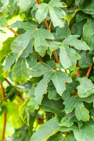 Acer campestre 'William Caldwell' - 150-175 CM FTH. WHIP C10 - image 2