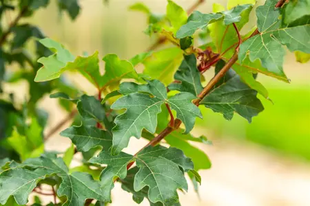 Acer campestre 'William Caldwell' - STDS 10-12 CM RB - image 4