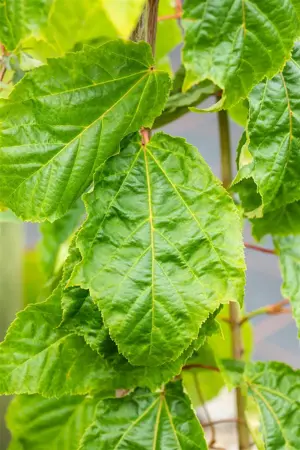Acer capillipes - 100-125 CM C15 - image 4