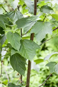 Acer capillipes - 200-250 CM C50 - image 1