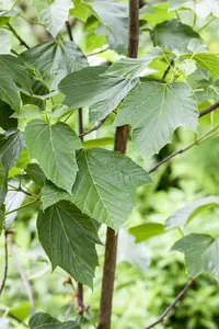 Acer capillipes - STD 8-10 CM CONT - image 5