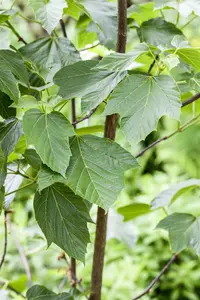 Acer capillipes - 100-125 CM C12 - image 5