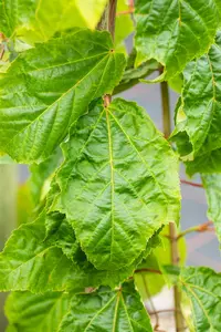 Acer capillipes - 175-200 CM C35 - image 3