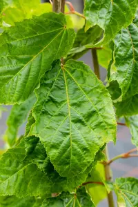 Acer capillipes - 100-125 CM RB - image 2