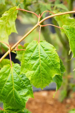 Acer capillipes - MULTISTEM 150-175 CM RB - image 5