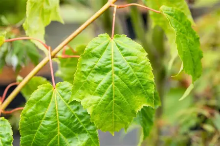 Acer capillipes - 200-250 CM C50 - image 5