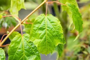 Acer capillipes - 200-250 CM C50 - image 5