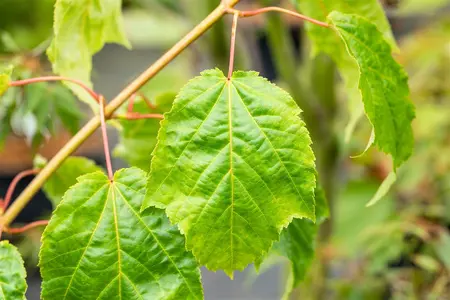 Acer capillipes - STD 8-10 CM CONT     - image 5