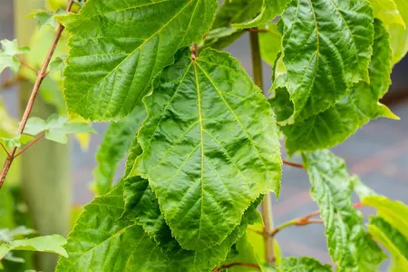 Acer capillipes - MULTISTEM 150-175 CM RB - image 1