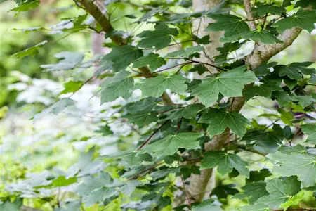 Acer cappadocicum 'Lobel' - 200-250 CM C6 WHIP