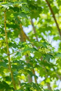 Acer cappadocicum 'Rubrum' - 100-125 CM C5 - image 2