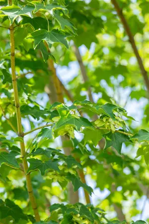 Acer cappadocicum 'Rubrum' - 60-80 CM C5 WHIP - image 2