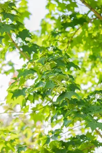 Acer cappadocicum 'Rubrum' - 60-80 CM C5 WHIP - image 4
