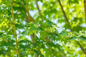 Acer cappadocicum 'Rubrum' - 60-80 CM C5 WHIP - image 3