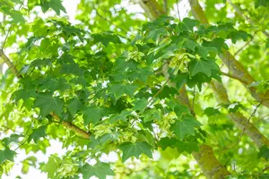 Acer cappadocicum 'Rubrum' - 60-80 CM C5 WHIP - image 5