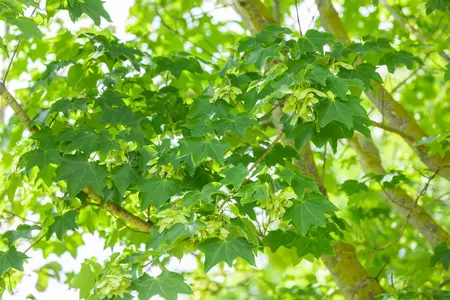 Acer cappadocicum 'Rubrum' - C1,5 WHIP - image 4