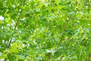 Acer cappadocicum 'Rubrum' - STDS 12-14 CM RB - image 5