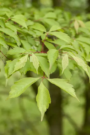Acer cissifolium - STDS 12-14 CM CONT - image 2