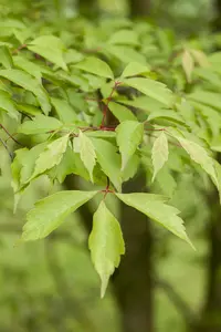 Acer cissifolium - STDS 12-14 CM CONT - image 2