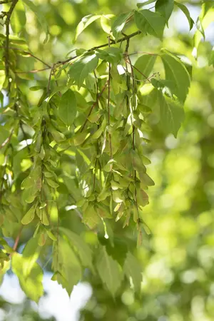 Acer cissifolium - STDS 12-14 CM CONT - image 5