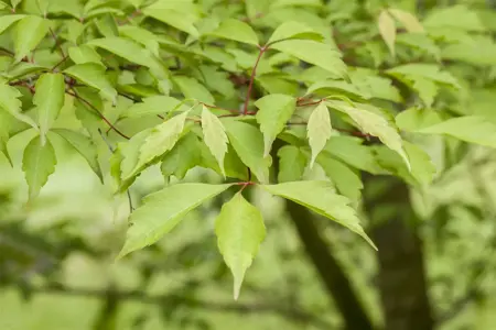 Acer cissifolium - MULTISTEM 300-350 CM RB - image 1