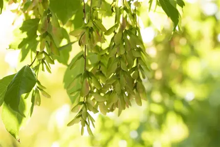 Acer cissifolium - MULTISTEM 300-350 CM RB - image 3