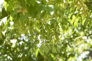 Acer cissifolium - MULTISTEM 300-350 CM RB - image 4