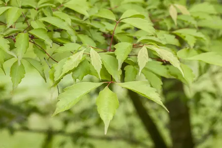 Acer cissifolium - STDS 12-14 CM CONT - image 1