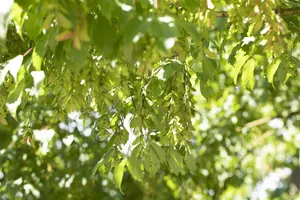 Acer cissifolium - STDS 12-14 CM CONT - image 4