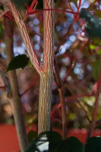 Acer conspicuum 'Red Flamingo' - 150-175 CM C7.5 - image 2