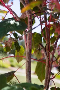 Acer conspicuum 'Red Flamingo' - 150-175 CM C10 WHIP - image 3