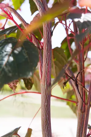 Acer conspicuum 'Red Flamingo' - 100-125 CM C3 WHIP - image 4