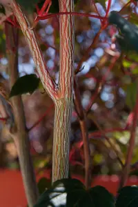 Acer conspicuum 'Red Flamingo' - 80-90 CM C15 - image 2