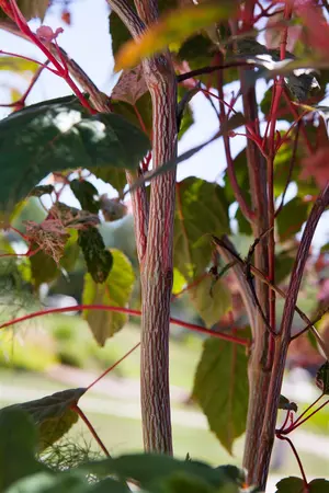 Acer conspicuum 'Red Flamingo' - 200-250 CM FTH. WHIP C10 - image 3