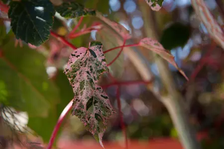 Acer conspicuum 'Red Flamingo' - 30-40 CM C3 - image 1