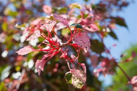 Acer conspicuum 'Red Flamingo' - 200-250 CM FTH. WHIP C10 - image 5