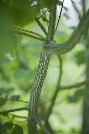 Acer davidii - P9 - image 3